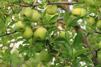 Картинка природа плоды ветка яблоки