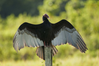 Картинка животные птицы хищники гриф