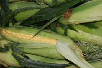 Картинка еда кукуруза