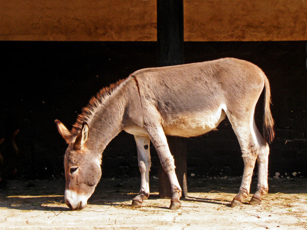 Обои картинки фото животные, ослы, ослик