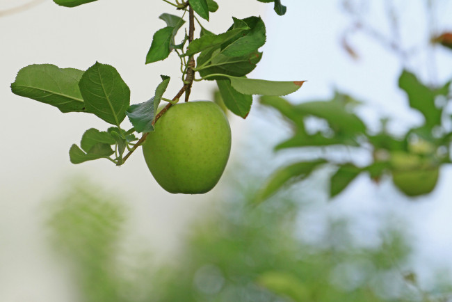 Обои картинки фото природа, плоды, ветка, яблоко