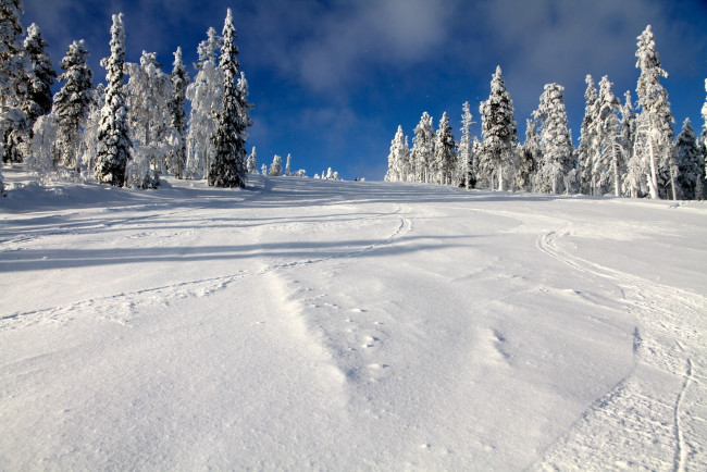 Обои картинки фото природа, зима, деревья, снег