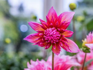 обоя цветы, георгины, лепестки, георгин, цветение, бутоны