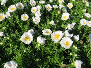 Картинка цветы портулак дандур белый много