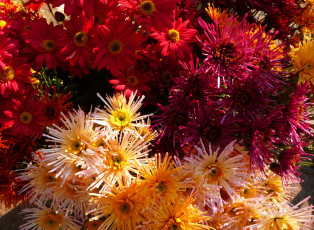 Картинка цветы хризантемы много