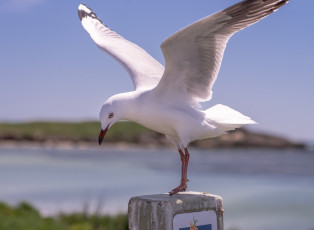 Картинка животные Чайки +бакланы +крачки пень крылья птица белая чайка