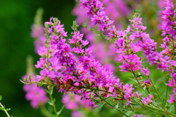 Картинка цветы цветущие+деревья+ +кустарники цветение розовые ветки кустарник