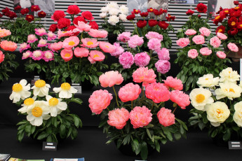 Картинка цветы пионы много