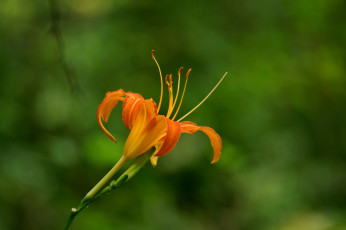 Картинка цветы лилии +лилейники оранжевая лилия лепестки тычинки цветение