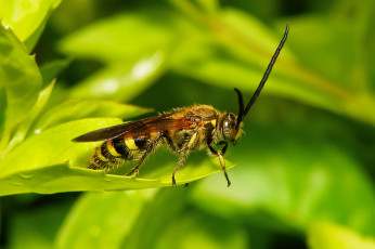 Картинка животные пчелы +осы +шмели itchydogimages листик оса макро