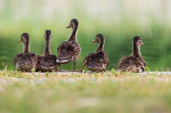 Картинка животные утки трава семья водоем