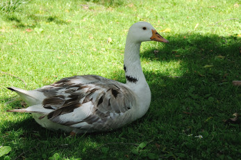 Картинка животные гуси газон луг чёрно-белый птица гусь трава домашний