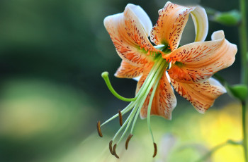 Картинка цветы лилии +лилейники лилия цветение оранжевая листья пестик тычинка