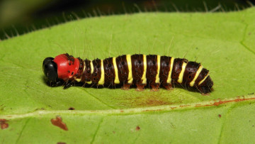 Картинка животные гусеницы полосатая полоски гусеница макро itchydogimages