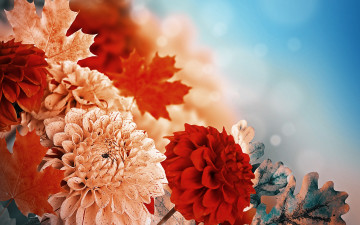 обоя цветы, георгины, бутоны, листья, георгин, leaves, yellow, желтый, красный, buds, red, dahlia