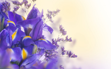 Картинка цветы ирисы синие лепестки ирис цветки цветение листья