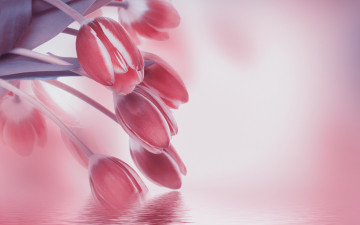 Картинка цветы тюльпаны отражение вода цветение листья лепестки бутоны розовые