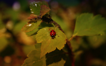 Картинка животные божьи+коровки насекомое