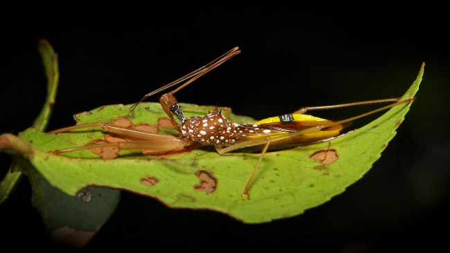 Обои картинки фото животные, насекомые, насекомое, листик, макро, itchydogimages