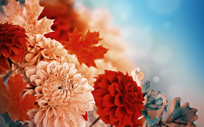 Обои картинки фото цветы, георгины, бутоны, листья, георгин, leaves, yellow, желтый, красный, buds, red, dahlia