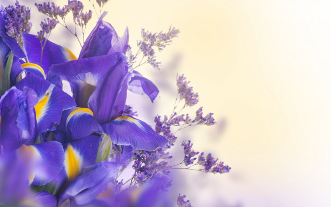 Обои картинки фото цветы, ирисы, синие, лепестки, ирис, цветки, цветение, листья