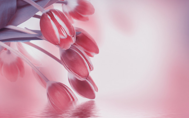 Обои картинки фото цветы, тюльпаны, отражение, вода, цветение, листья, лепестки, бутоны, розовые