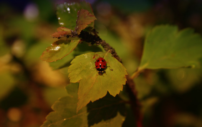 Обои картинки фото животные, божьи коровки, насекомое