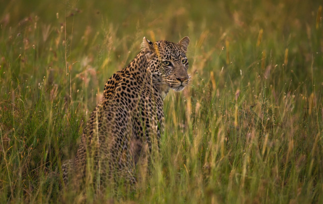 Обои картинки фото животные, леопарды, леопард, кошка, саванна