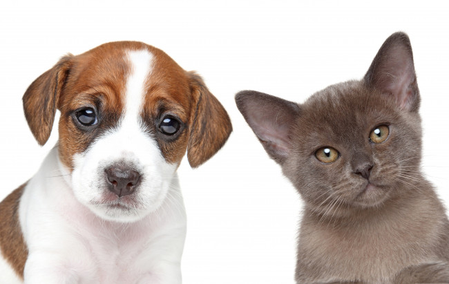 Обои картинки фото животные, разные вместе, собака, кот, друзья