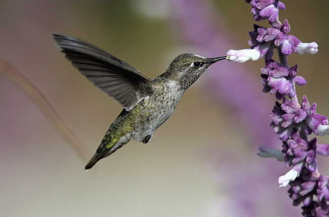 Обои картинки фото животные, колибри, опыление, птица, макро, фон, цветы