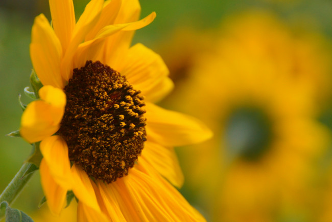 Обои картинки фото цветы, подсолнухи, цветок, лепестки, листья, цветение, лето, подсолнух