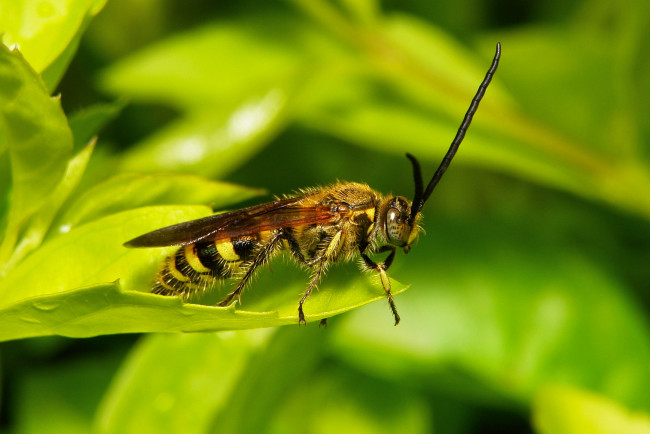 Обои картинки фото животные, пчелы,  осы,  шмели, itchydogimages, листик, оса, макро