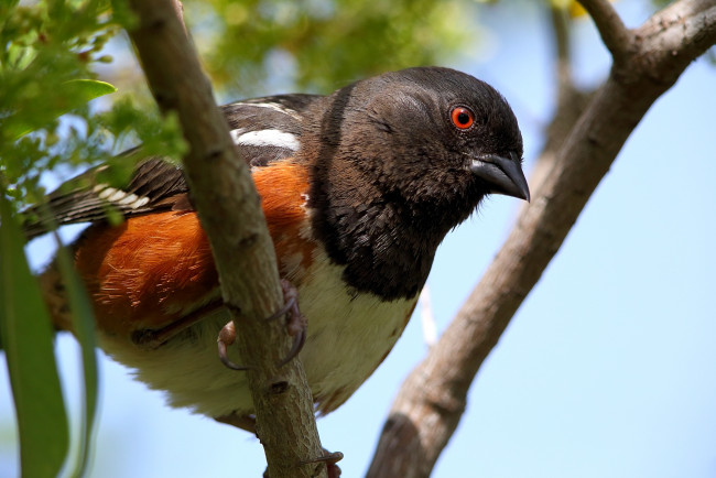 Обои картинки фото животные, птицы, ветки, птица, взгляд, небо