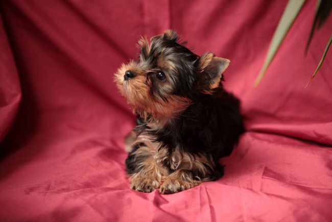 Обои картинки фото животные, собаки, щенок, собака, йоркширский, терьер