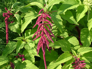 Картинка цветы flower exotic