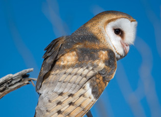 Картинка животные совы сова небо