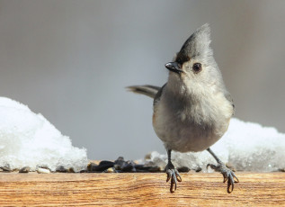 Картинка животные птицы птаха
