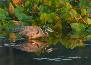Картинка животные цапли +выпи цапля отражение вода