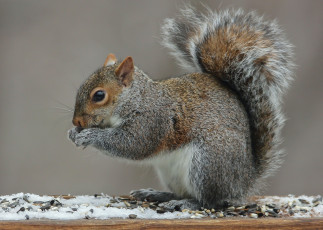Картинка животные белки белка