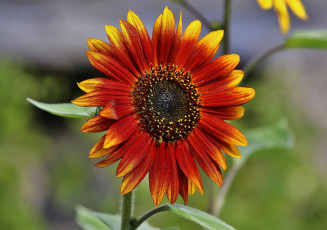 Картинка цветы подсолнухи подсолнух