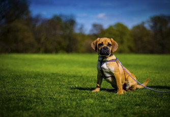 Картинка животные собаки луг собака щенок
