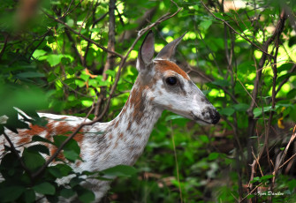 Картинка животные олени олень