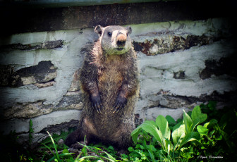 Картинка животные суслики +сурки зверёк сурок