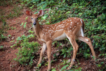 Картинка животные олени олениха