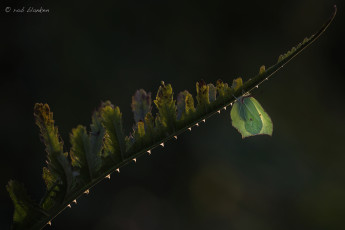 Картинка животные бабочки +мотыльки +моли бабочка травинка