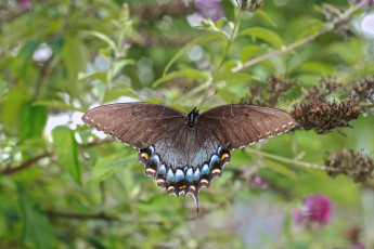 Картинка животные бабочки +мотыльки +моли бабочка