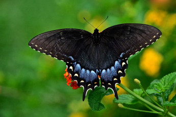 Картинка животные бабочки +мотыльки +моли бабочка