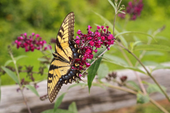 Картинка животные бабочки +мотыльки +моли бабочка