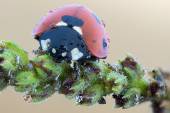 Картинка животные божьи+коровки утро божья коровка фон макро