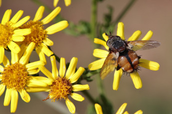 Картинка животные насекомые макро насекомое цветы